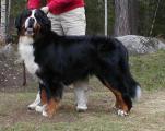 Bernese Bernerdalen's Nasdaq